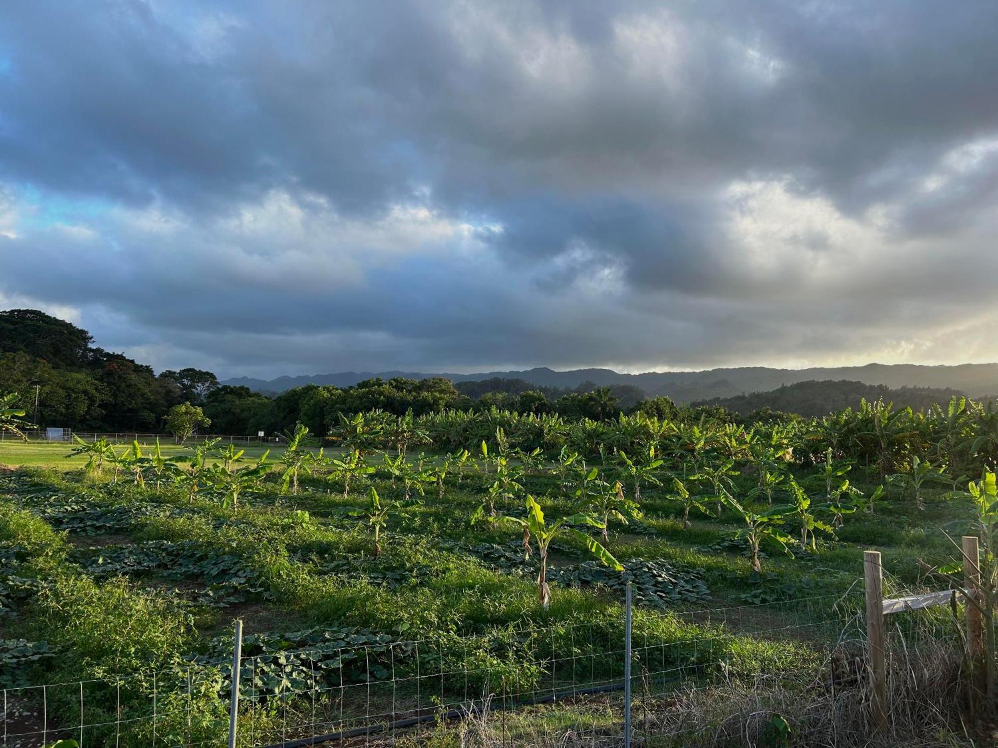 Maleka Farm: Tent Glamping North Shore Oahu Laie Eksteriør billede